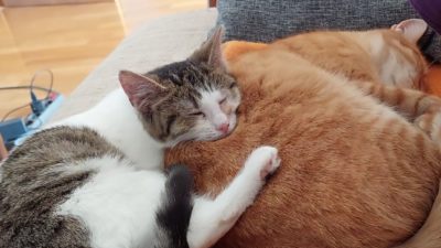 Zwei kuschelnde Katzen